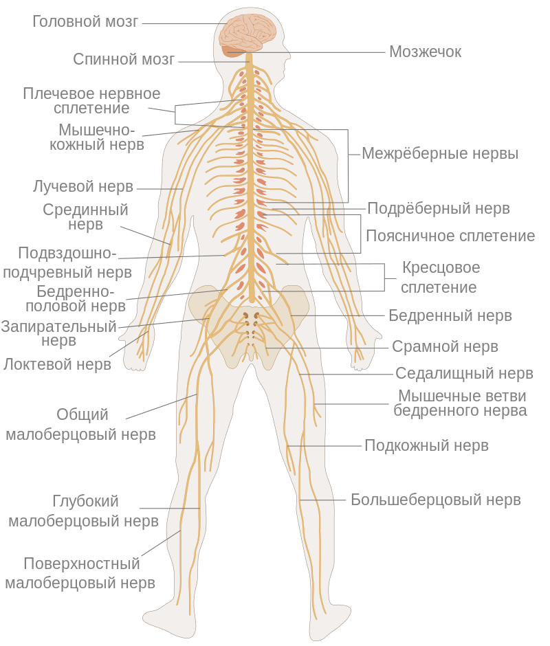 Neuron sisteminin örnek fotoğrafı